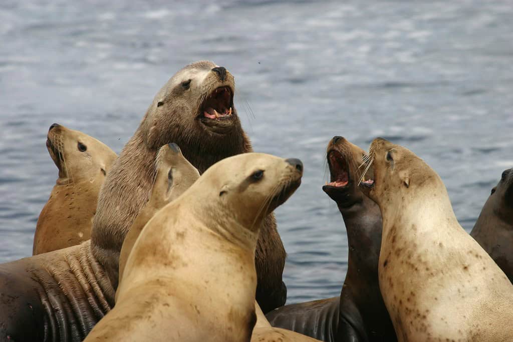 Steller Sea Lions (image credits: flickr)