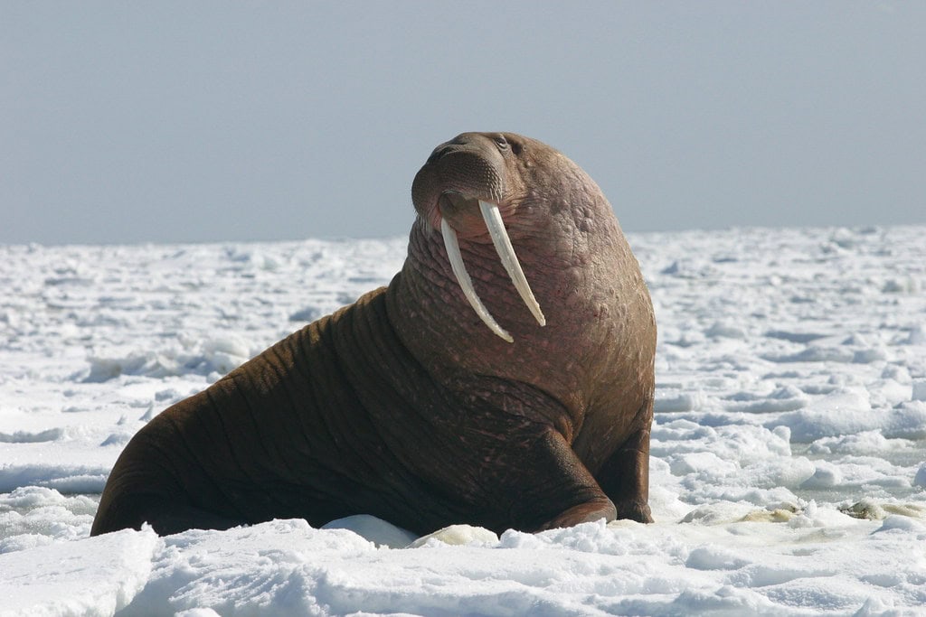 Pacific Walruses (image credits: flickr)