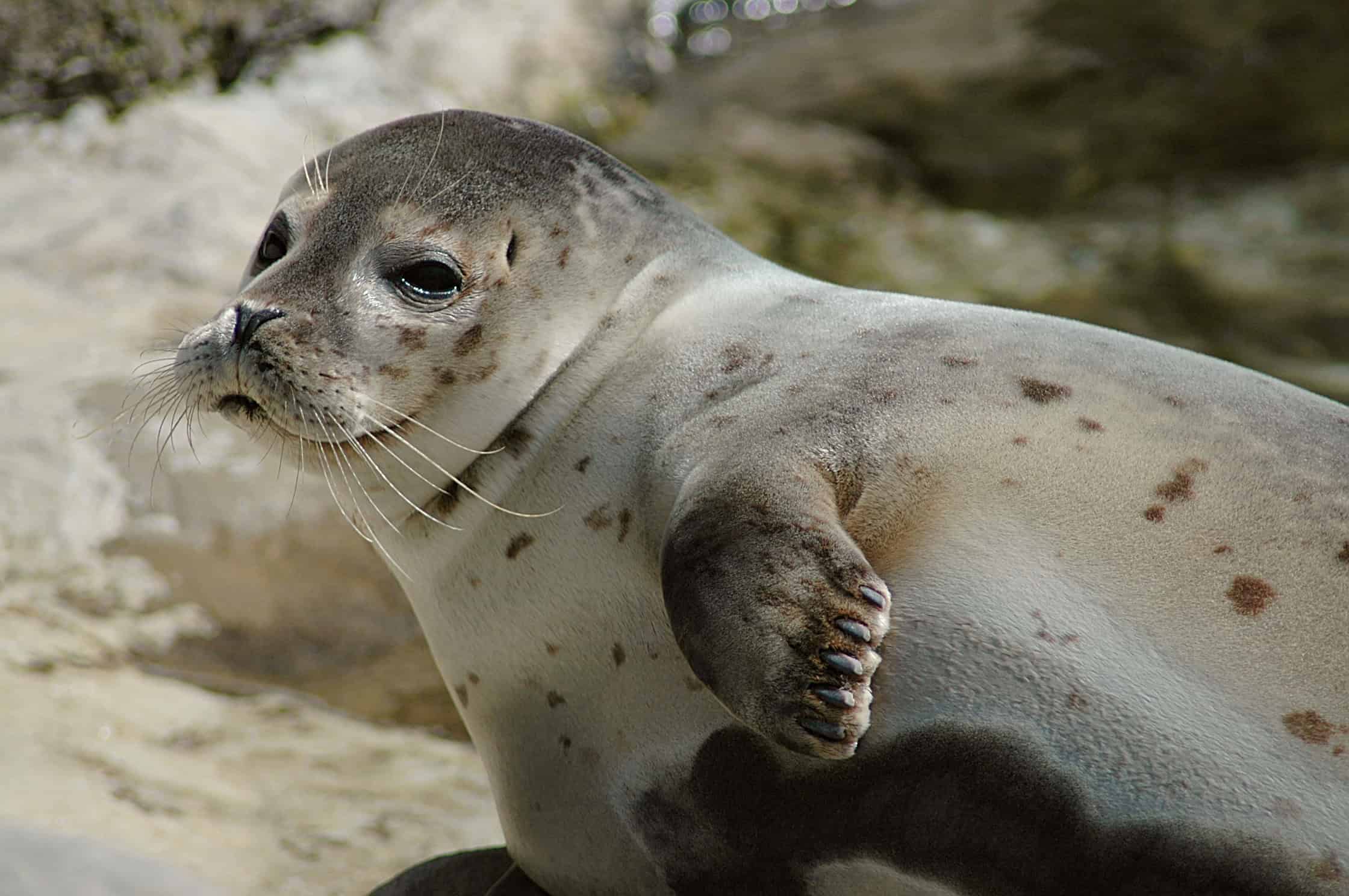 Harbor Seals (image credits: wikimedia)
