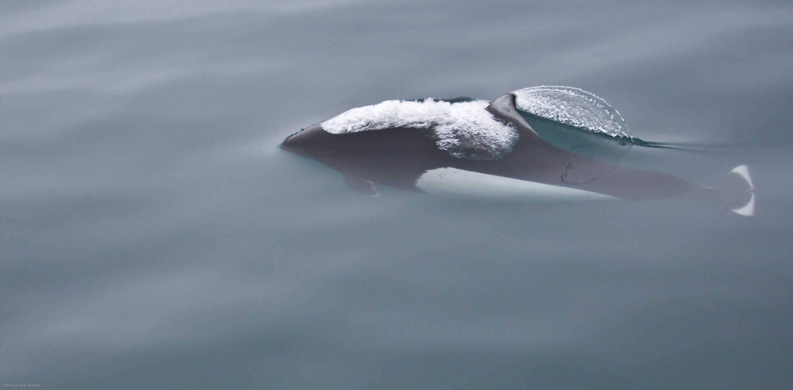 Dall's Porpoises (image credits: wikimedia)