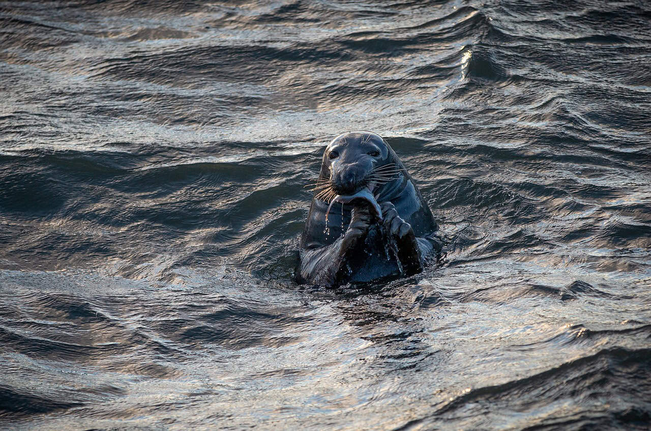 Northern Fur Seals (image credits: pixabay)