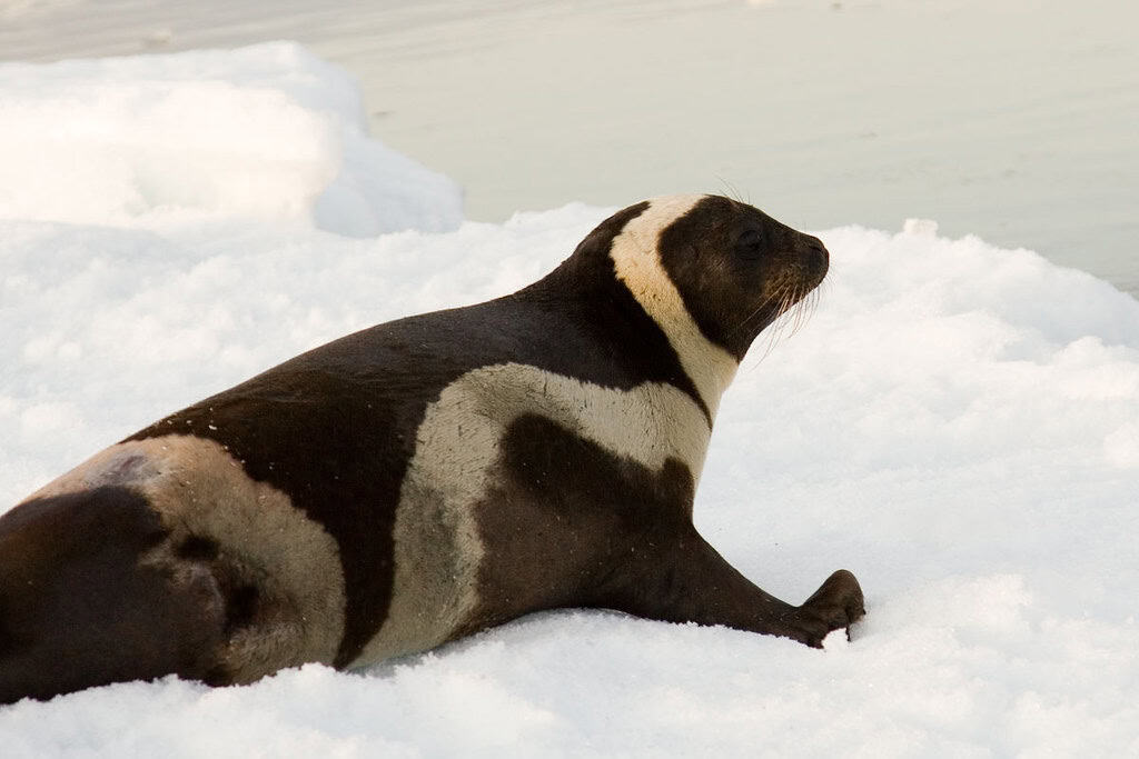 Ribbon Seals