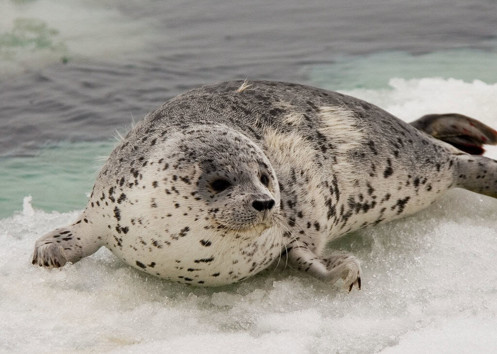 Spotted Seals (image credits: flickr)