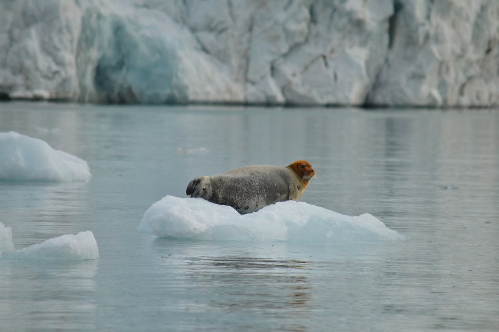 Bearded Seals (image credits: flickr)