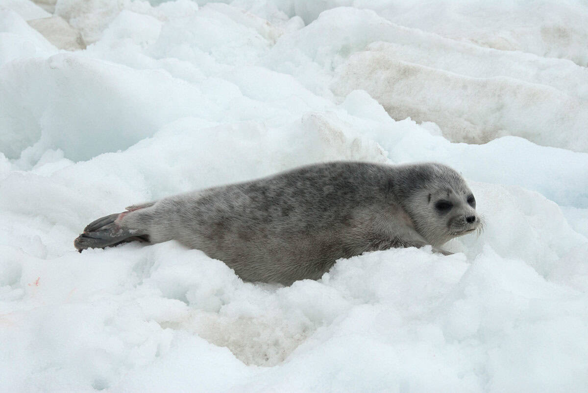 Ringed Seals