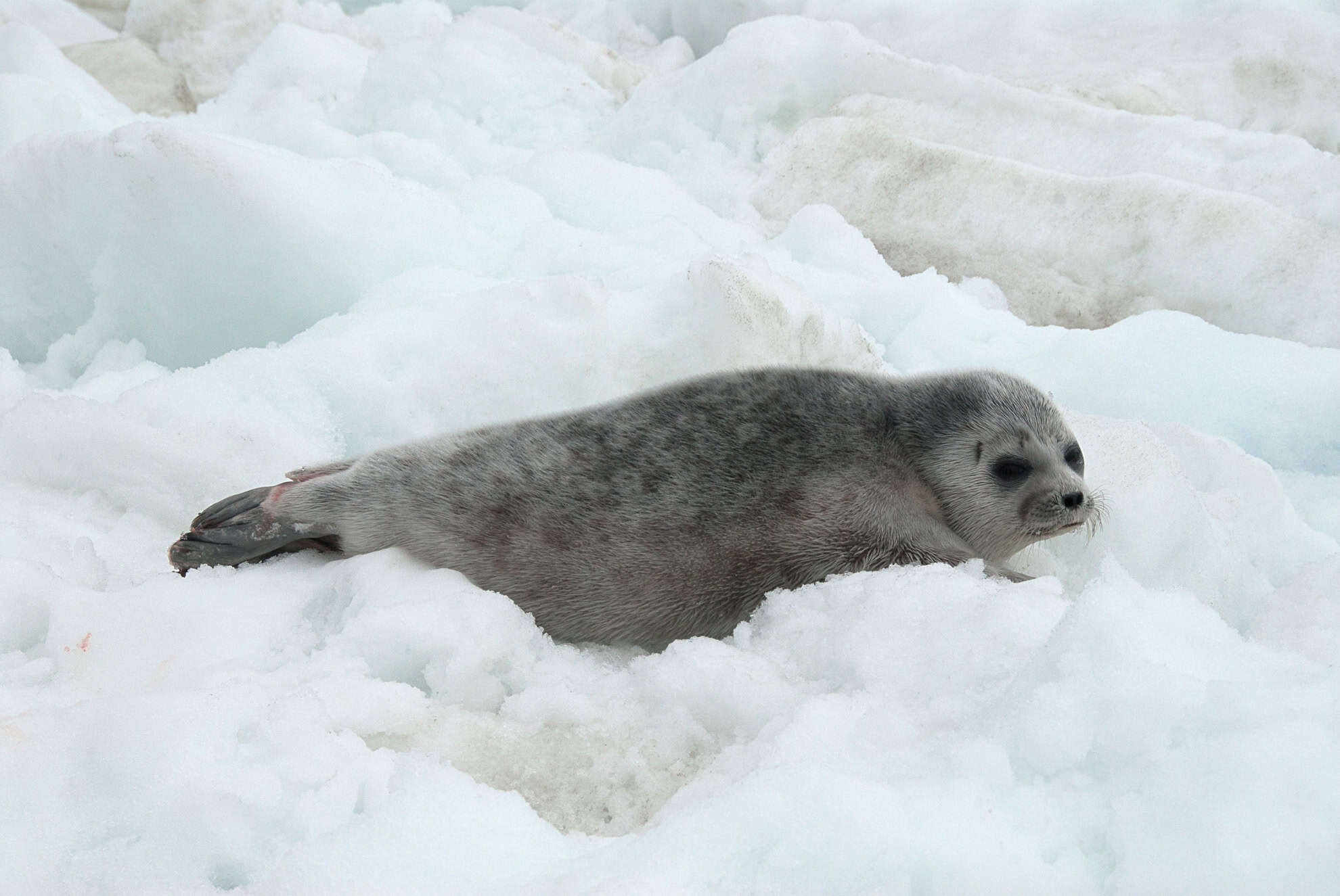 Ringed Seals (image credits: wikimedia)