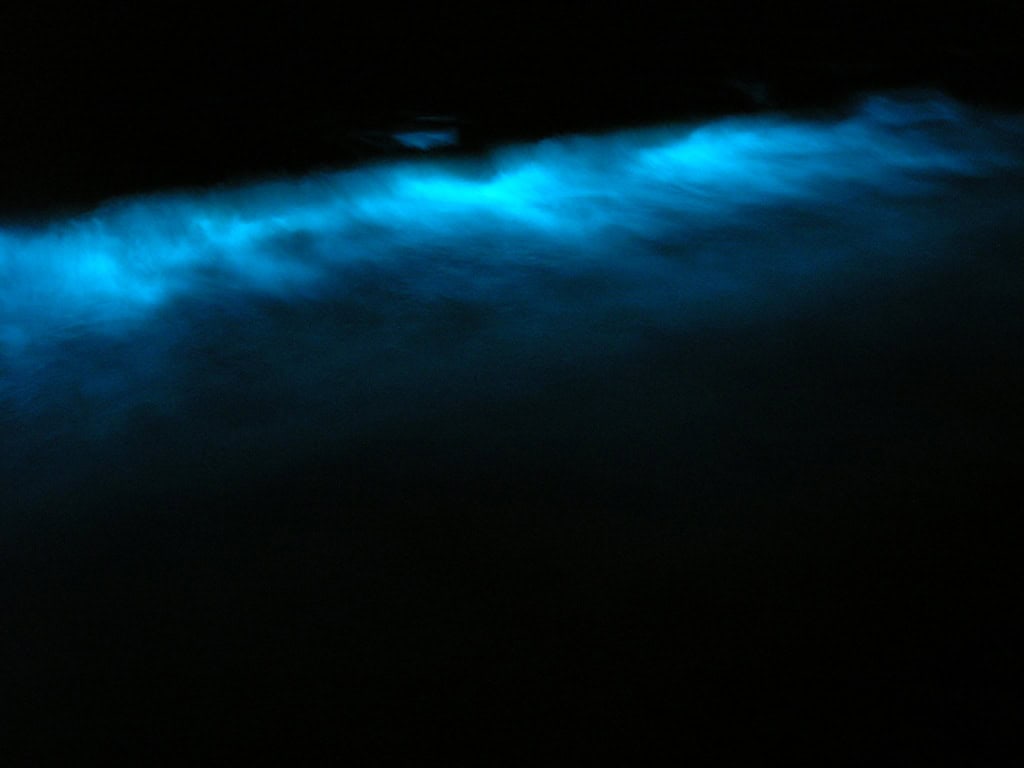 Swimming Through Liquid Stars (image credits: wikimedia)