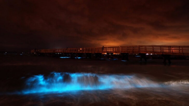 What It’s Like to See Plankton Glow in Real Life