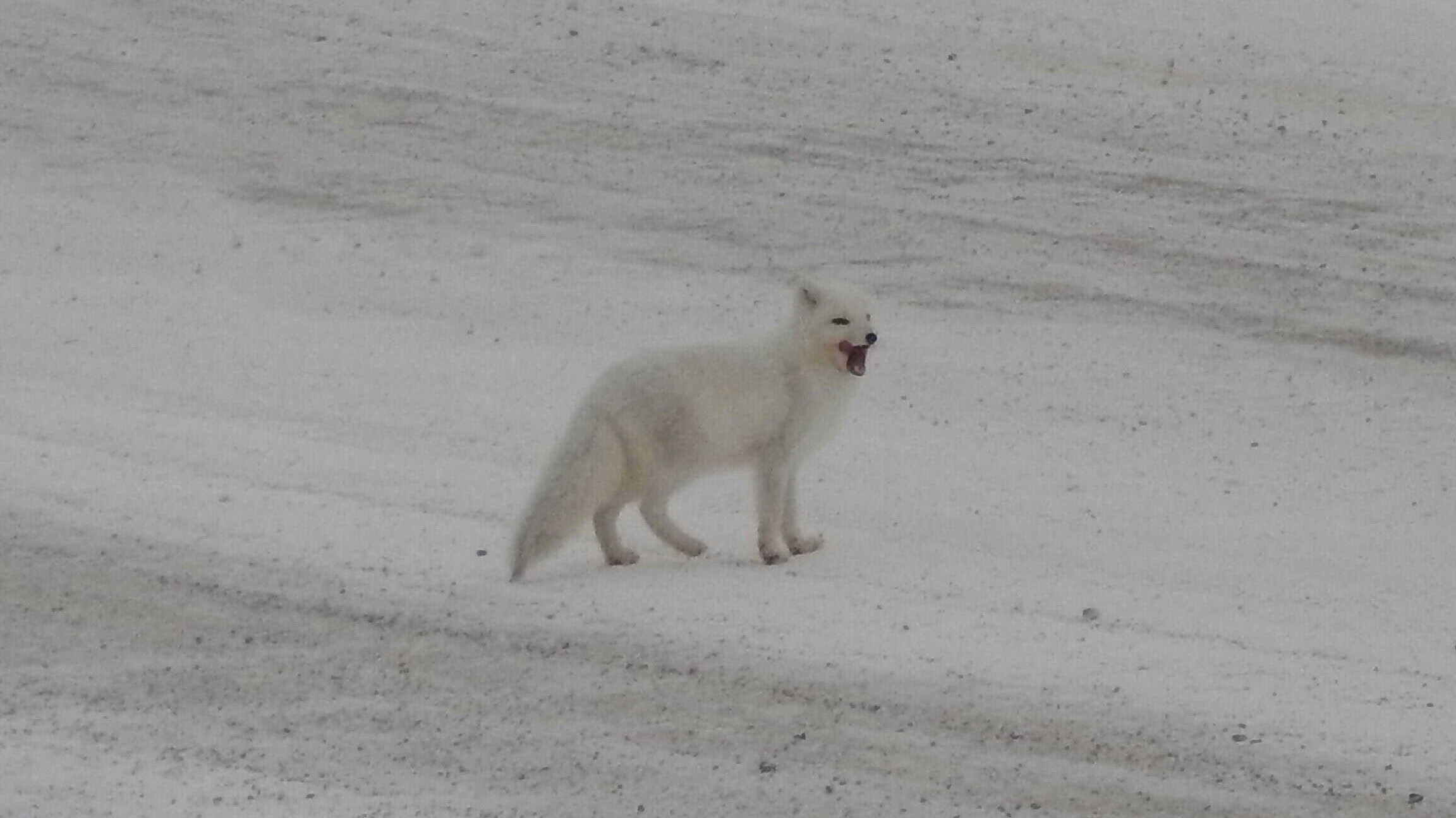 6. Arctic Fox