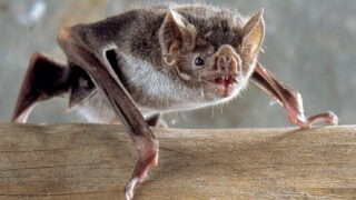 Why Vampire Bats Share Blood Meals With Unfed Friends