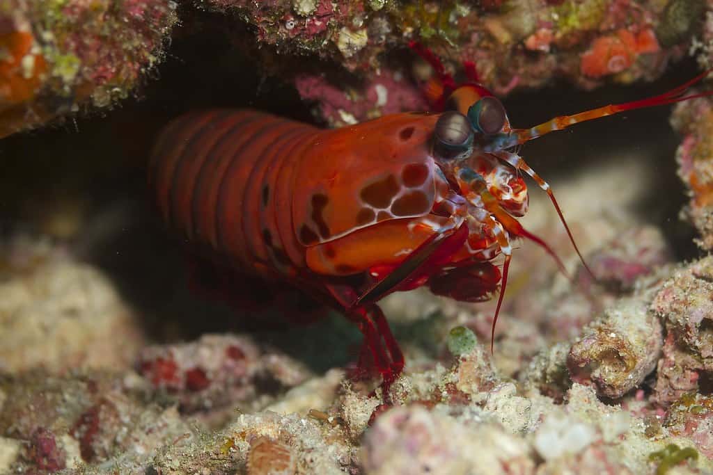 Mantis Shrimp - The Underwater Warrior