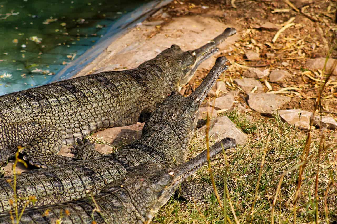 Gharial - The Ancient River Dragon (image credits: pixabay)