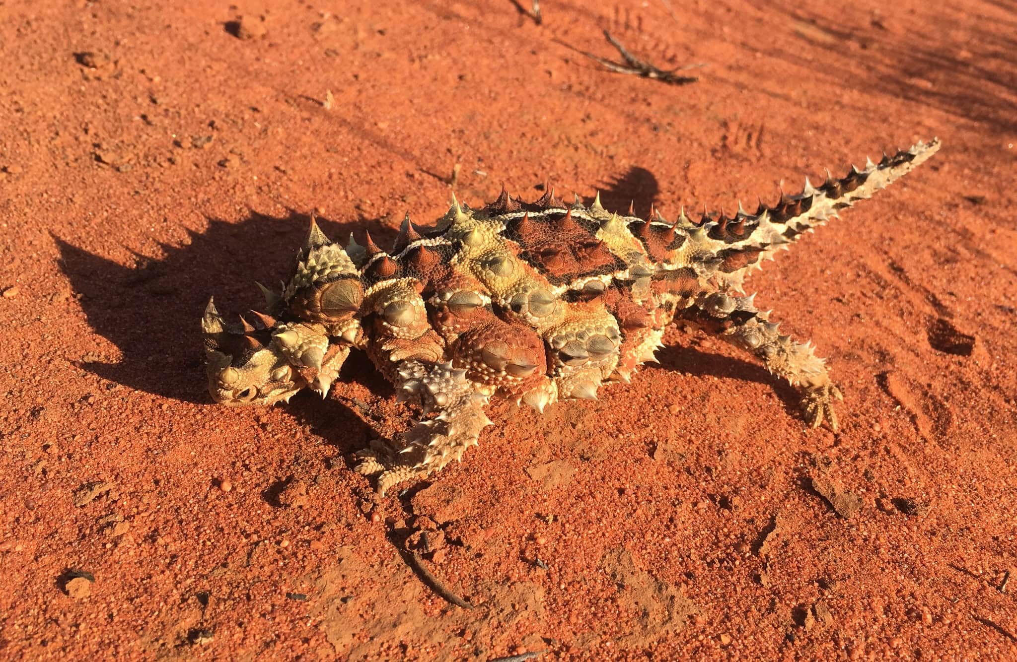 Thorny Devil - The Miniature Desert Dragon (image credits: wikimedia)