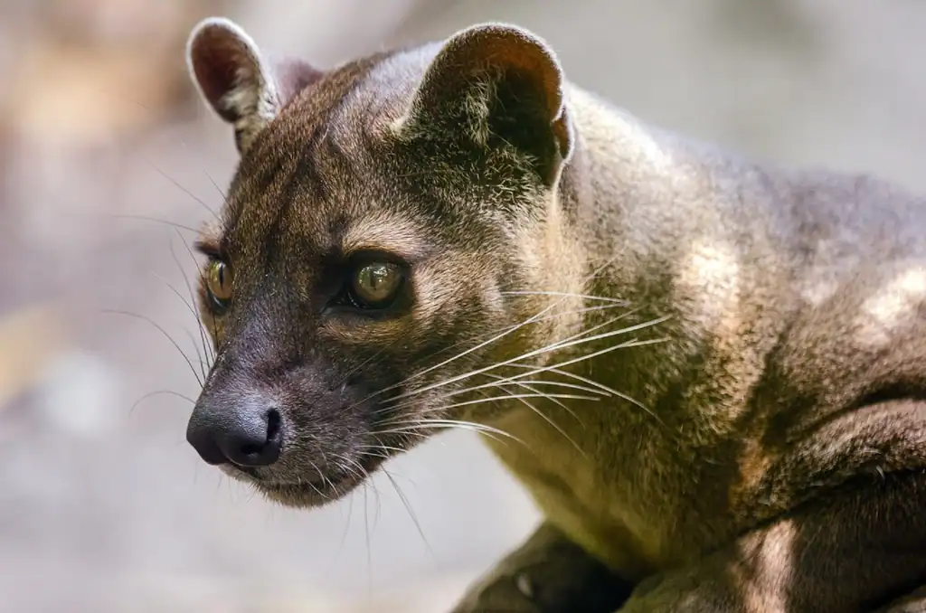 Fossa - The Mysterious Forest Phantom (image credits: rawpixel)