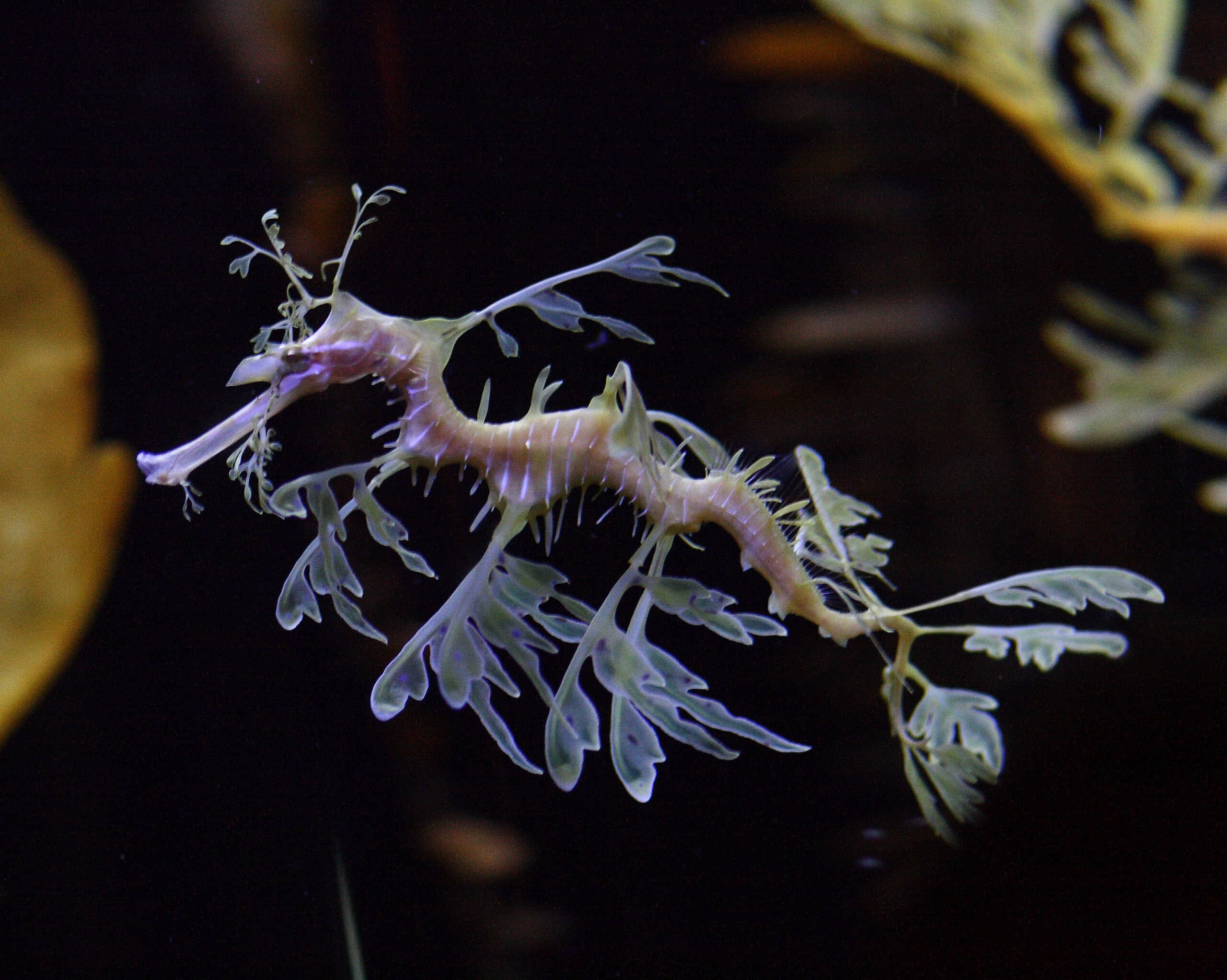 Leafy Sea Dragon - The Ocean's Living Artwork (image credits: wikimedia)
