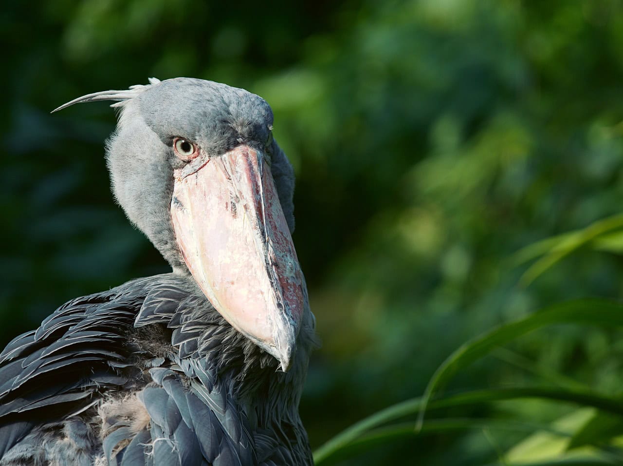 Shoebill Stork - The Living Dinosaur (image credits: pixabay)