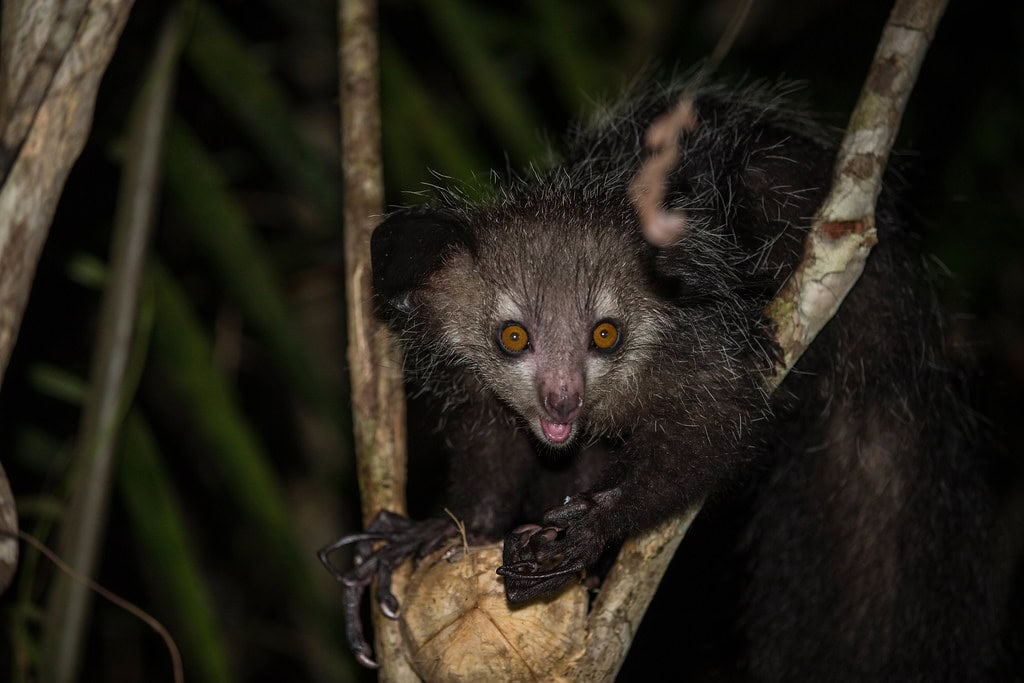 Aye-Aye - The Finger-Pointing Forest Ghost (image credits: flickr)