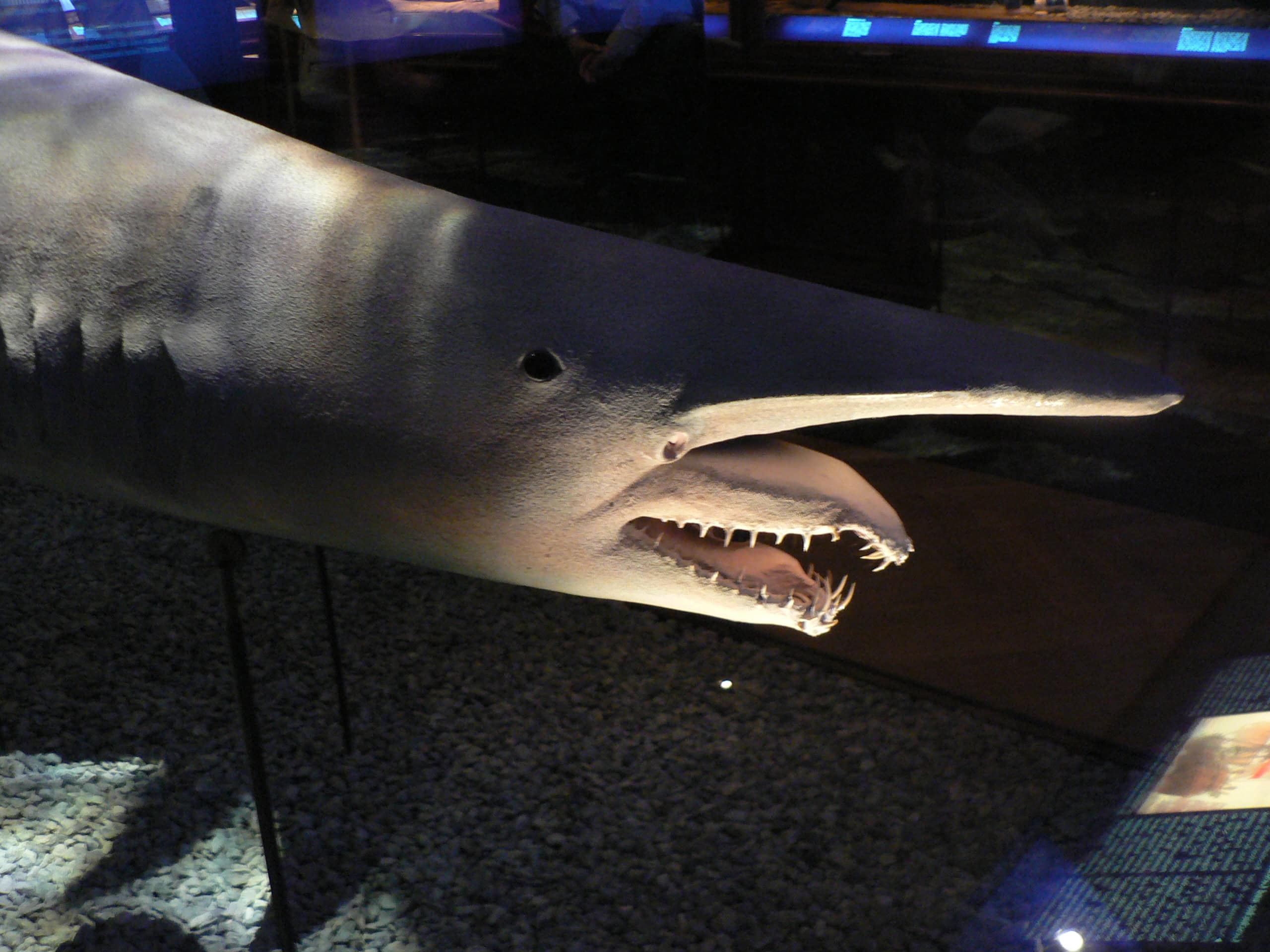 Goblin Shark - The Living Fossil (image credits: wikimedia)