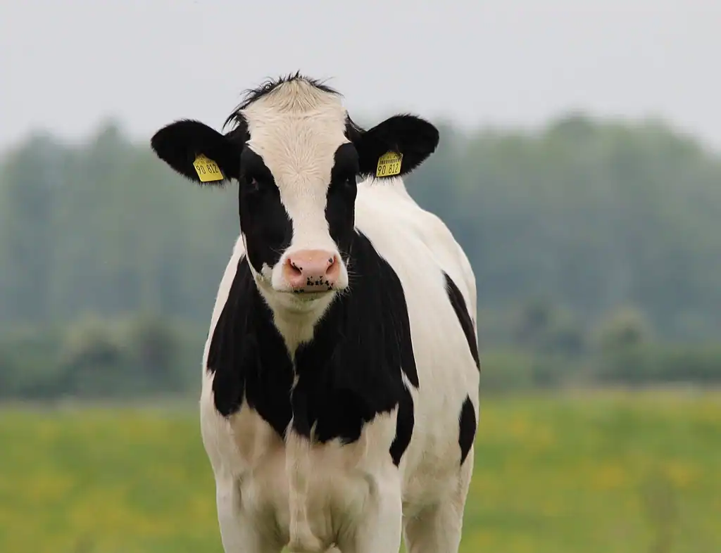 Dairy Cows and Their Emotional Complexity