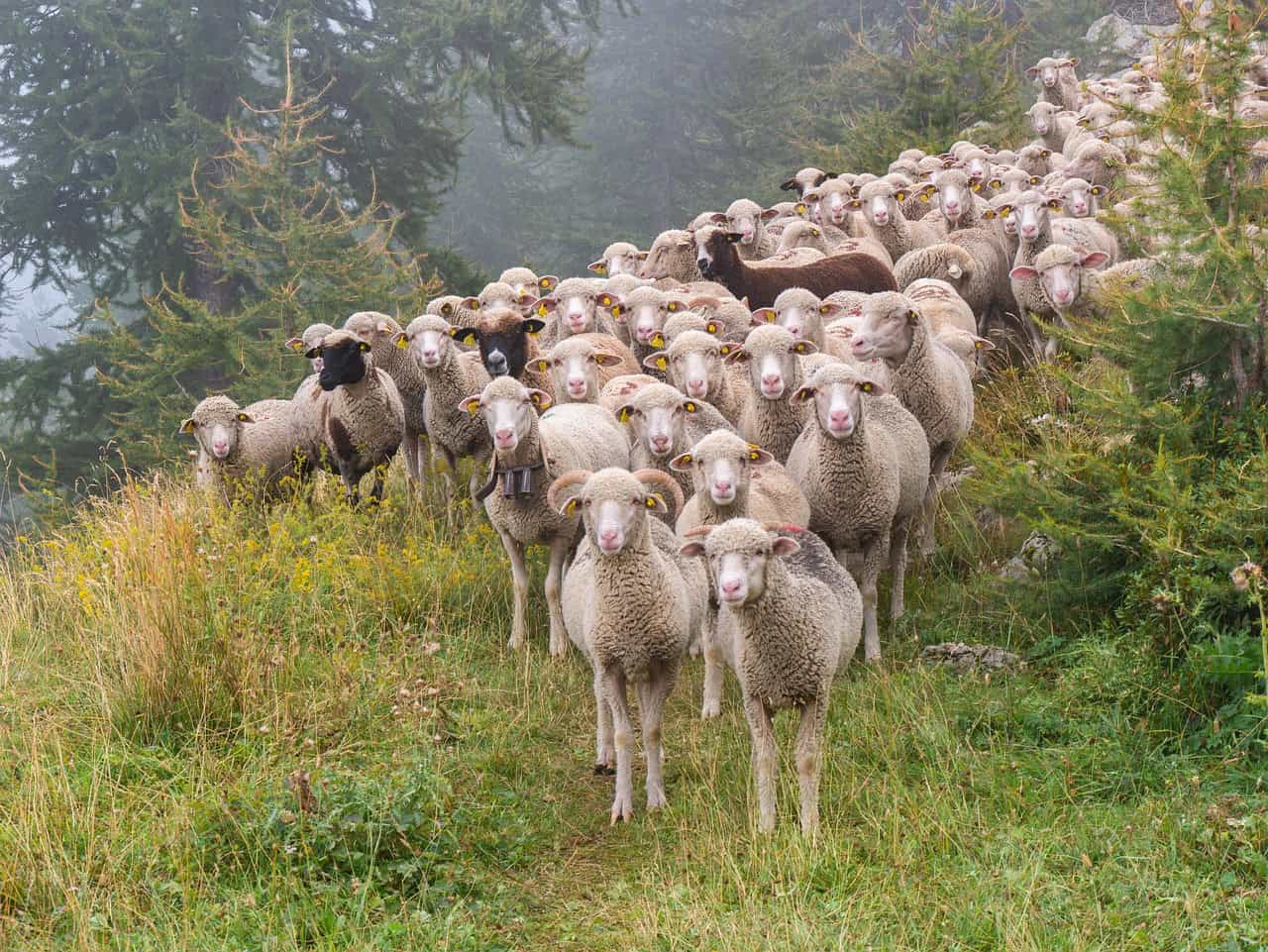 Sheep: The Flock Mentality Myth (image credits: pixabay)