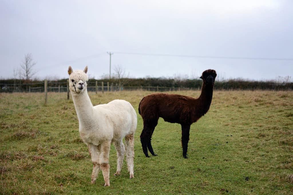 Llamas and Alpacas: Gentle Giants with Attitude (image credits: flickr)