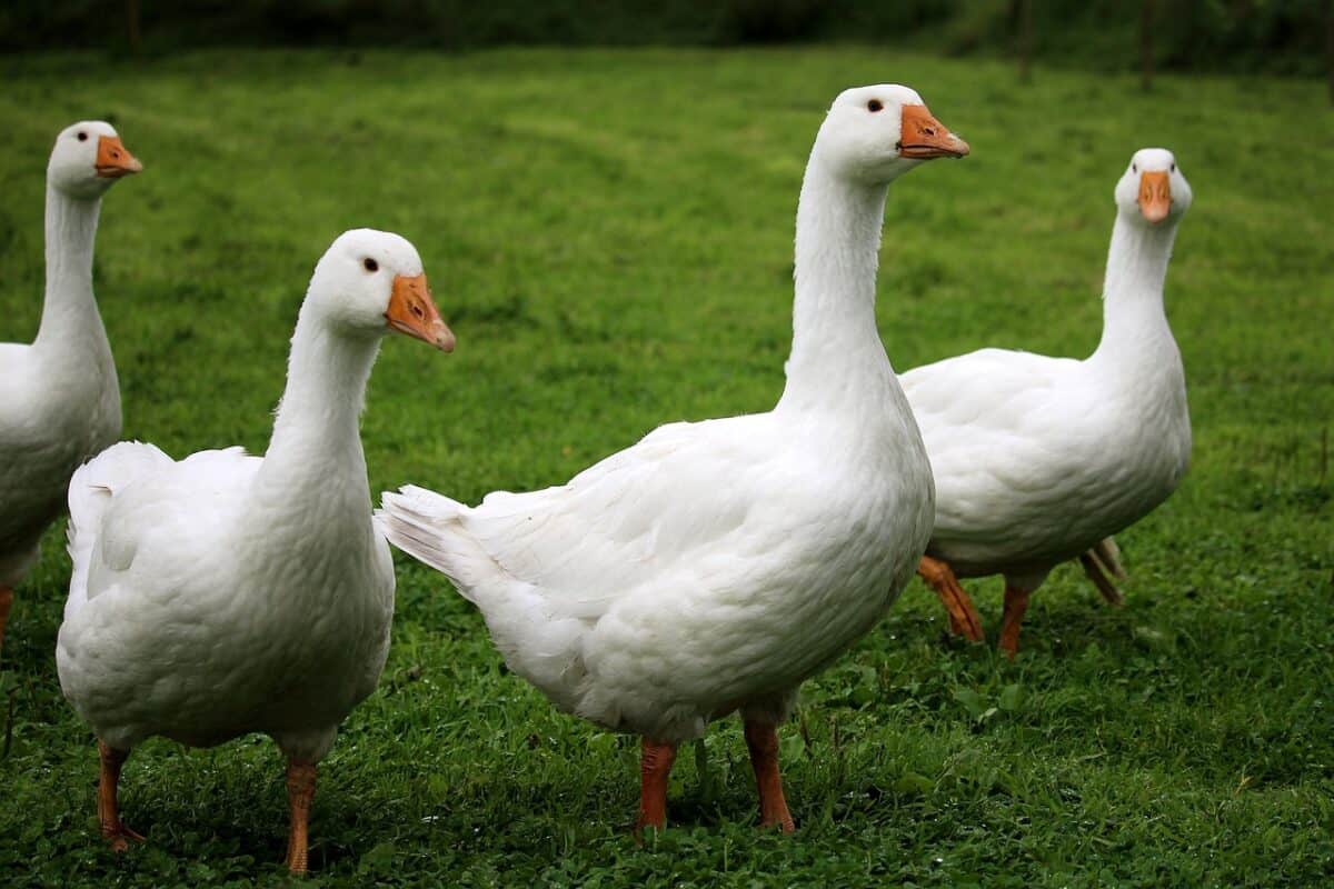 Geese: Loyal Companions with Strong Personalities