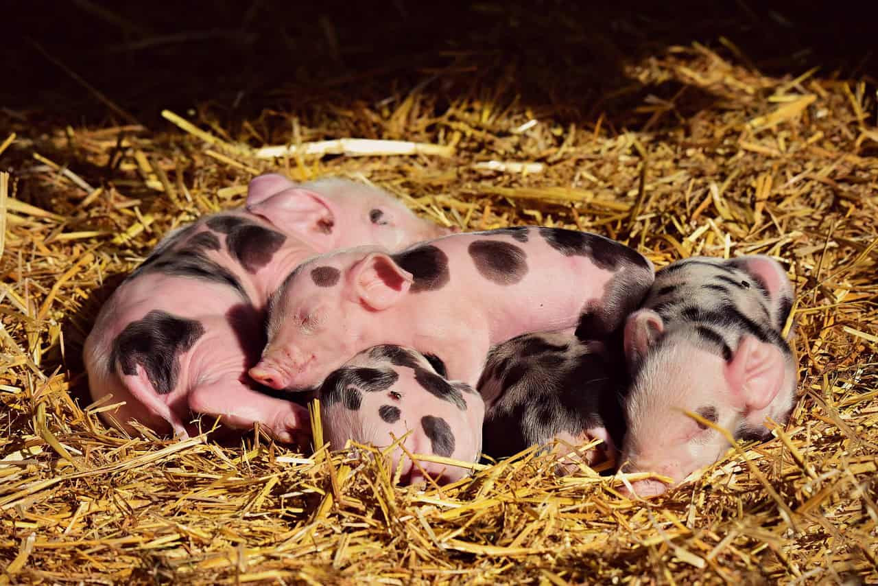 Heritage Breed Preservation (image credits: pixabay)
