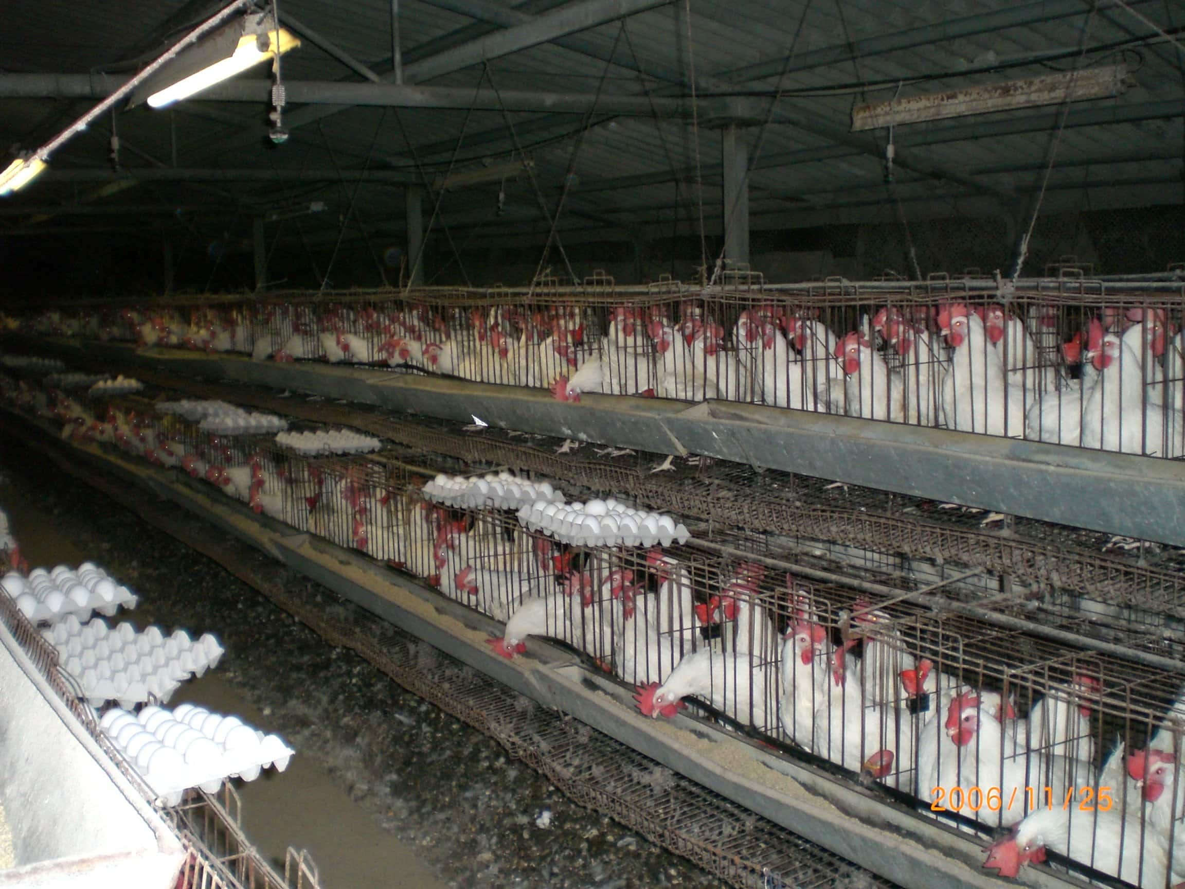 The Reality of Modern Farm Systems (image credits: By איתמר ק., ITamar K., Public domain, https://commons.wikimedia.org/w/index.php?curid=1403656)