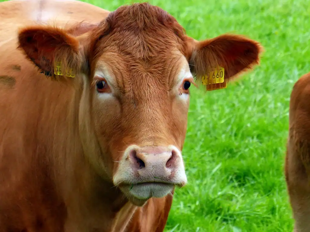 Emotional Intelligence in Farm Animals (image credits: rawpixel)