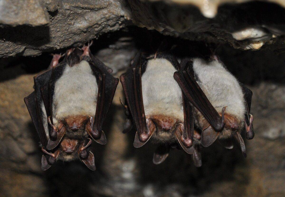 How Vampire Bats Identify Friends in Need