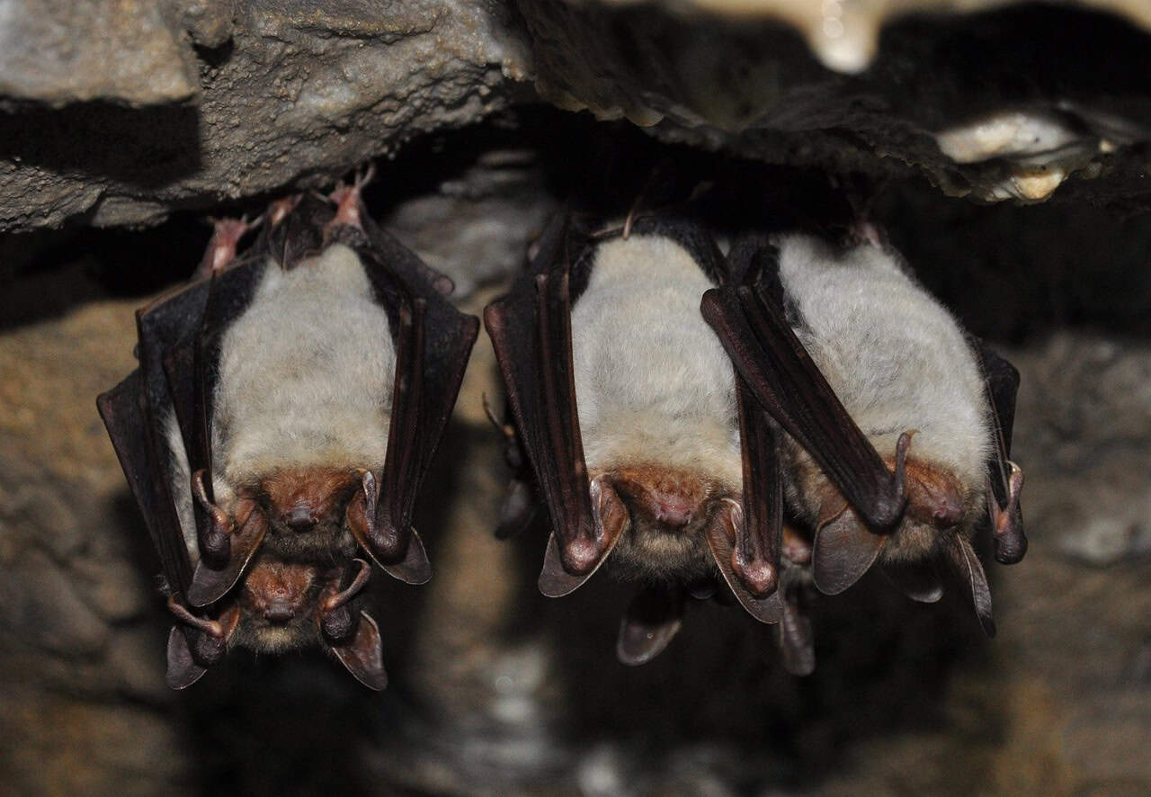 How Vampire Bats Identify Friends in Need (image credits: pixabay)