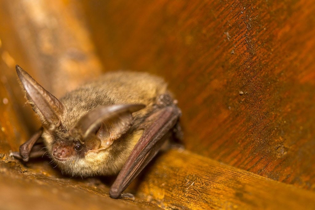 Memory and Recognition in Vampire Bat Societies (image credits: flickr)
