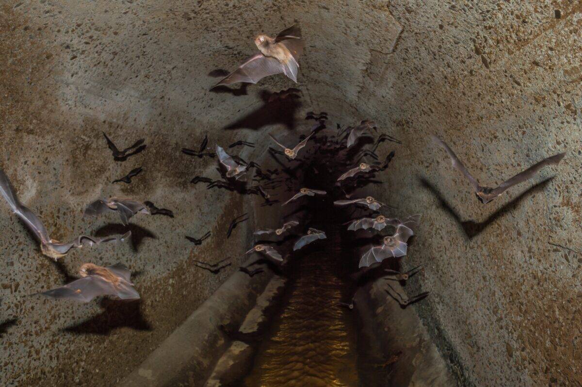 The Evolutionary Origins of Vampire Bat Altruism