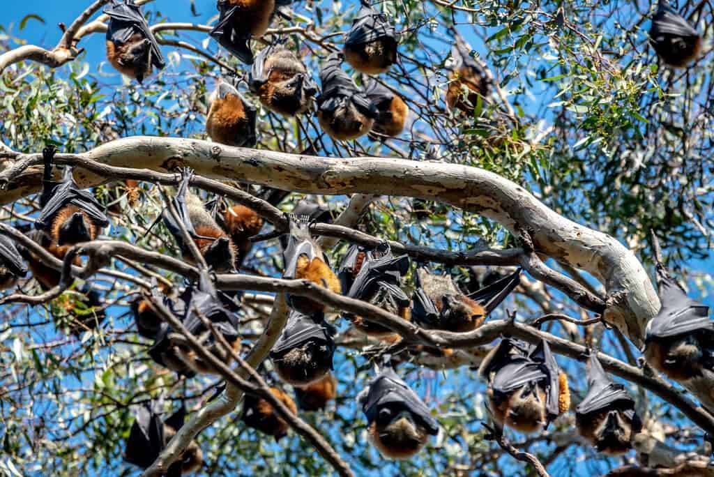 The Impact of Colony Size on Sharing Efficiency (image credits: flickr)