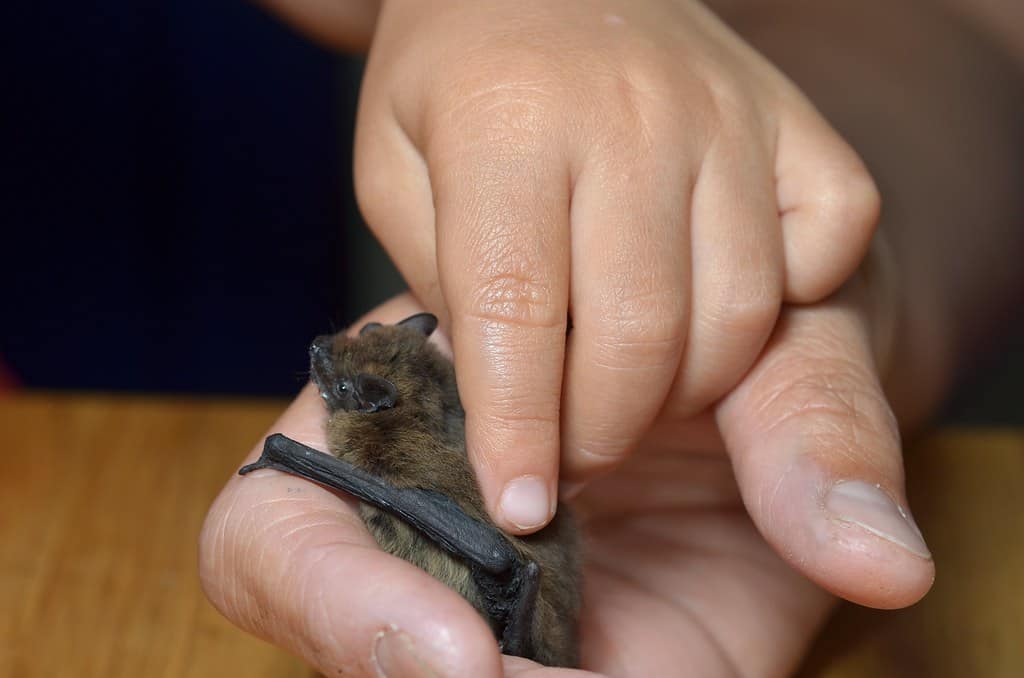 Conservation Implications of Blood Sharing Research (image credits: flickr)
