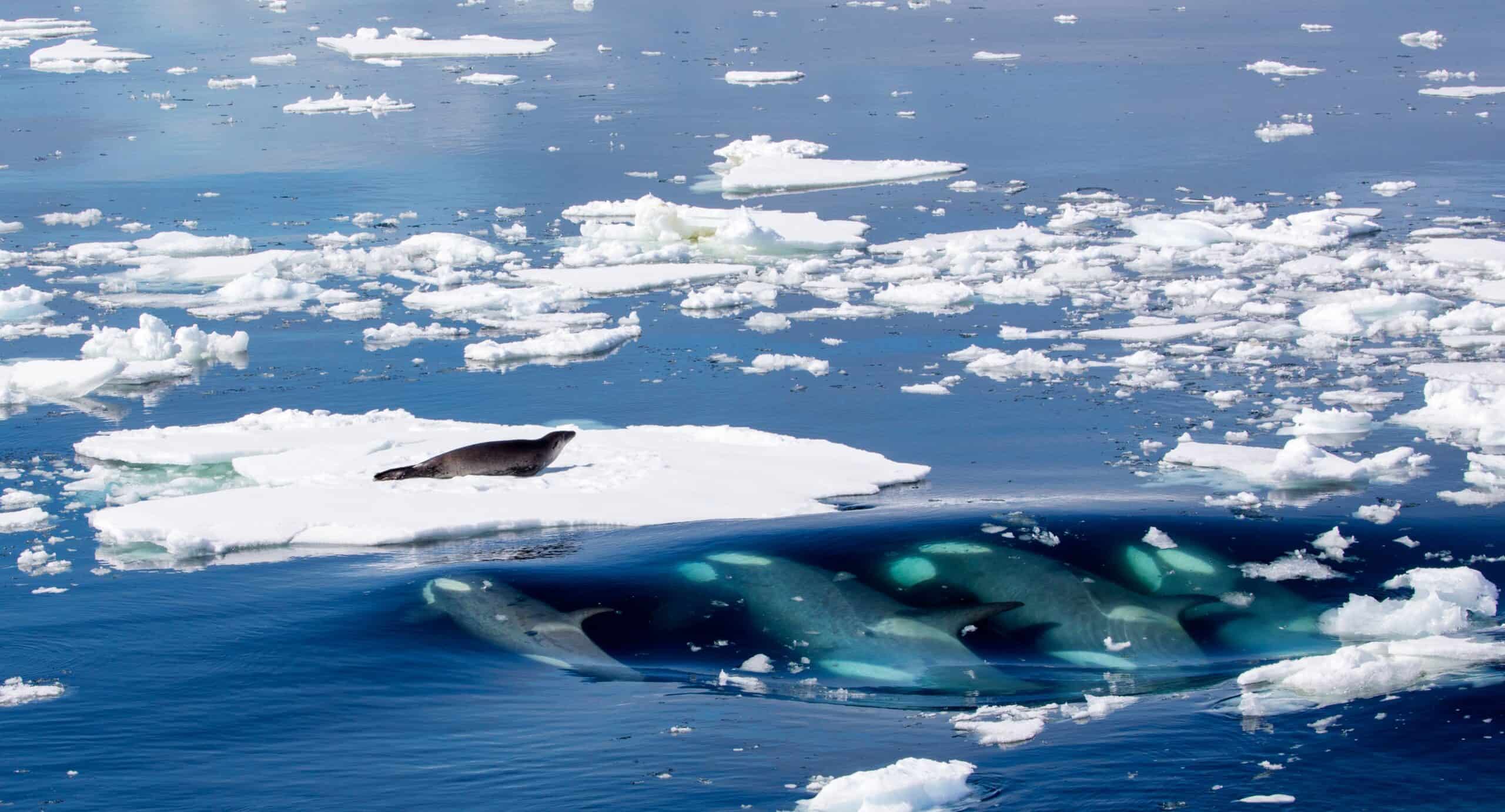 Conservation Implications (image credits: wikimedia)
