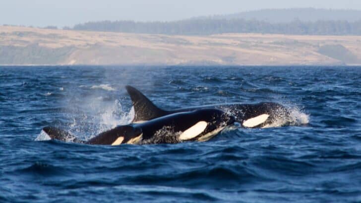 Rewriting the Wild: Astonishing Animal Behaviors Scientists Uncovered in 2025