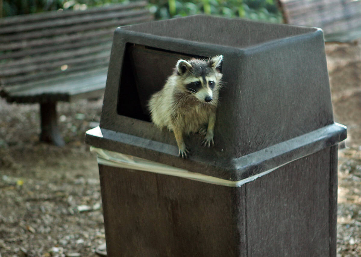Foraging Techniques in Urban Environments (image credits: wikimedia)