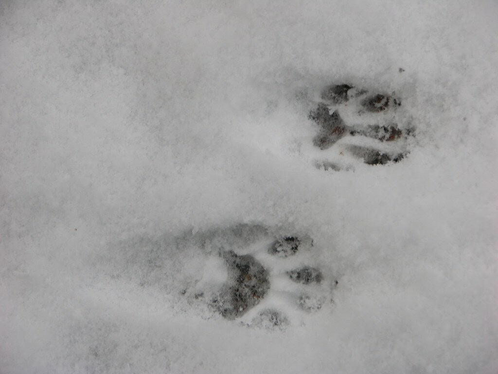 Seasonal Adaptations and Paw Function (image credits: flickr)