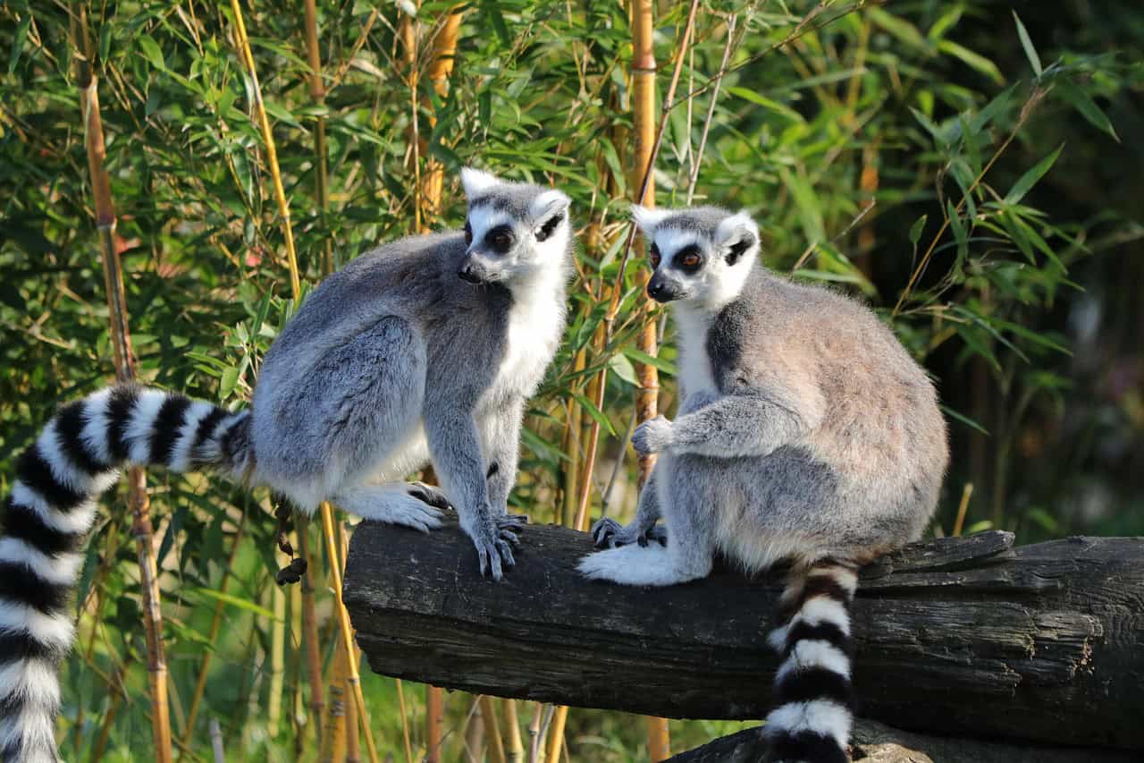 Comparison with Other Dexterous Animals (image credits: pixabay)