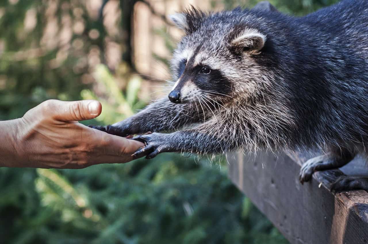 Research Methods for Studying Raccoon Dexterity (image credits: pixabay)