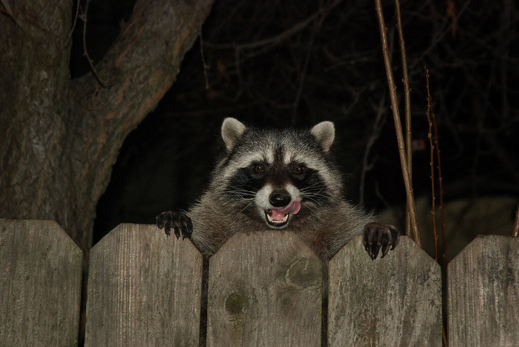 Conservation Implications of Raccoon Adaptability