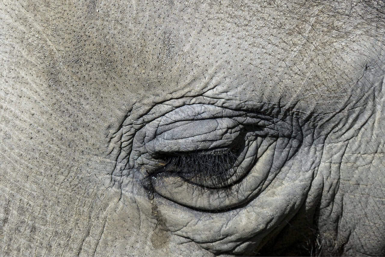 The Moment That Broke Hearts Worldwide (image credits: pixabay)