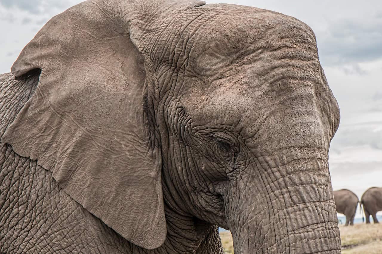 Scientific Evidence of Elephant Emotions (image credits: pixabay)