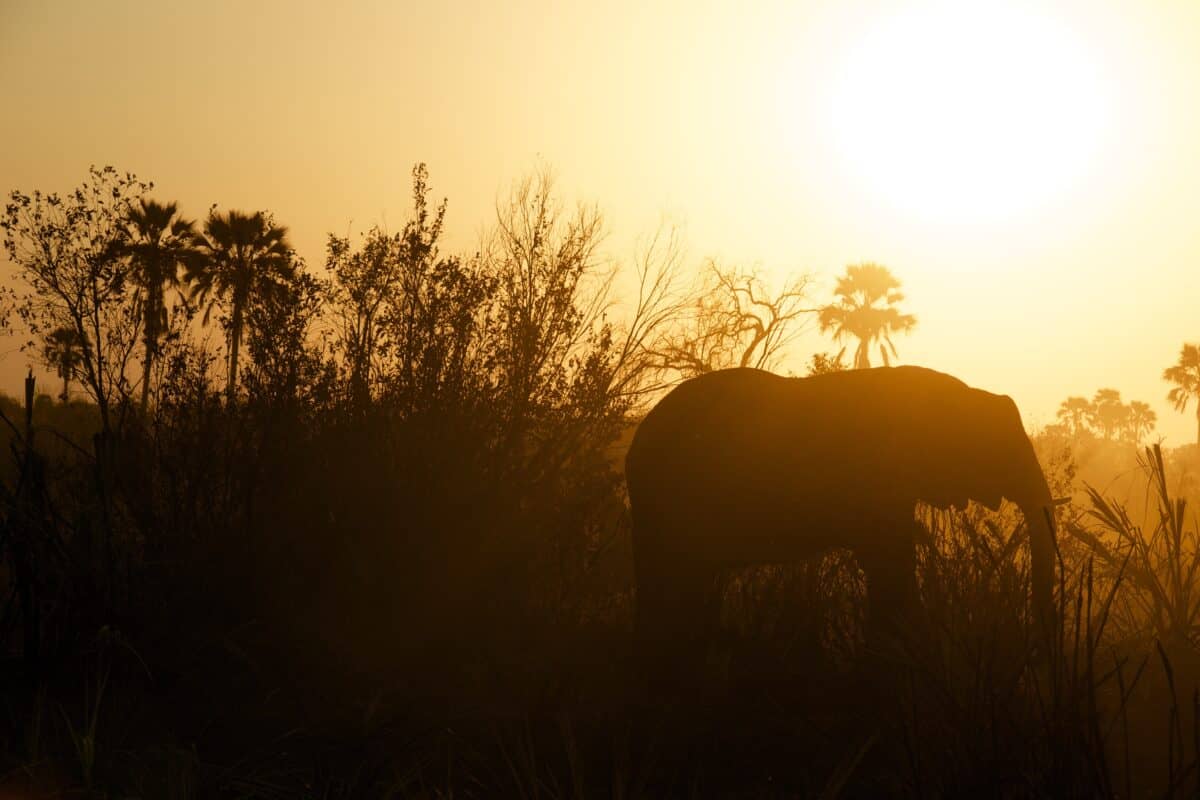 Raju's New Life and Continued Recovery