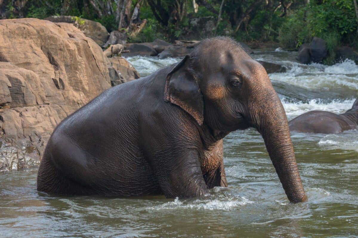 Raju the Elephant Cried Tears of Freedom