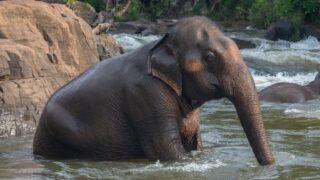 Raju the Elephant Cried Tears of Freedom
