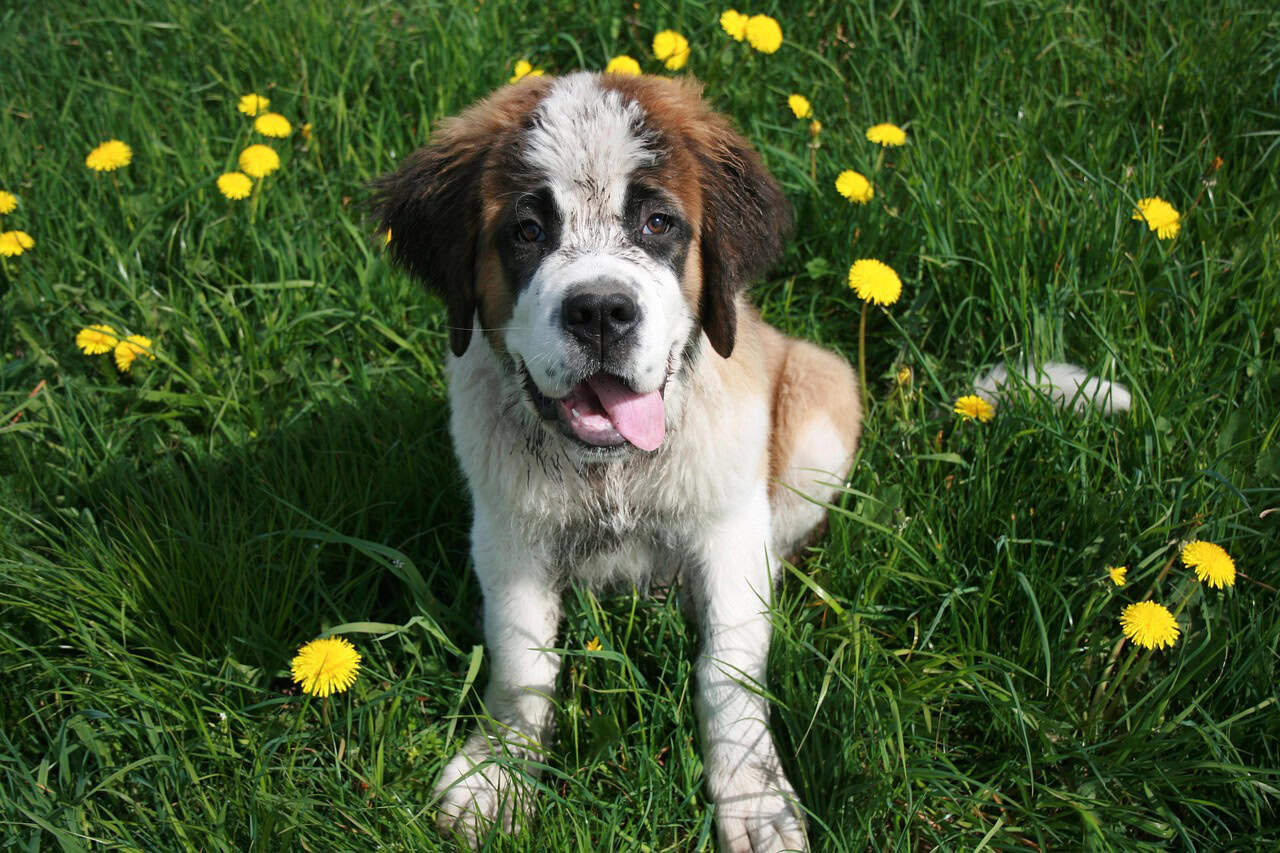 Barry's Early Life and Training (image credits: pixabay)