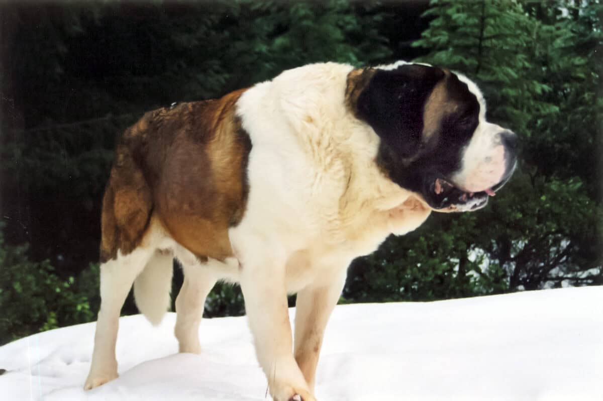 The Anatomy of a Perfect Rescue Dog