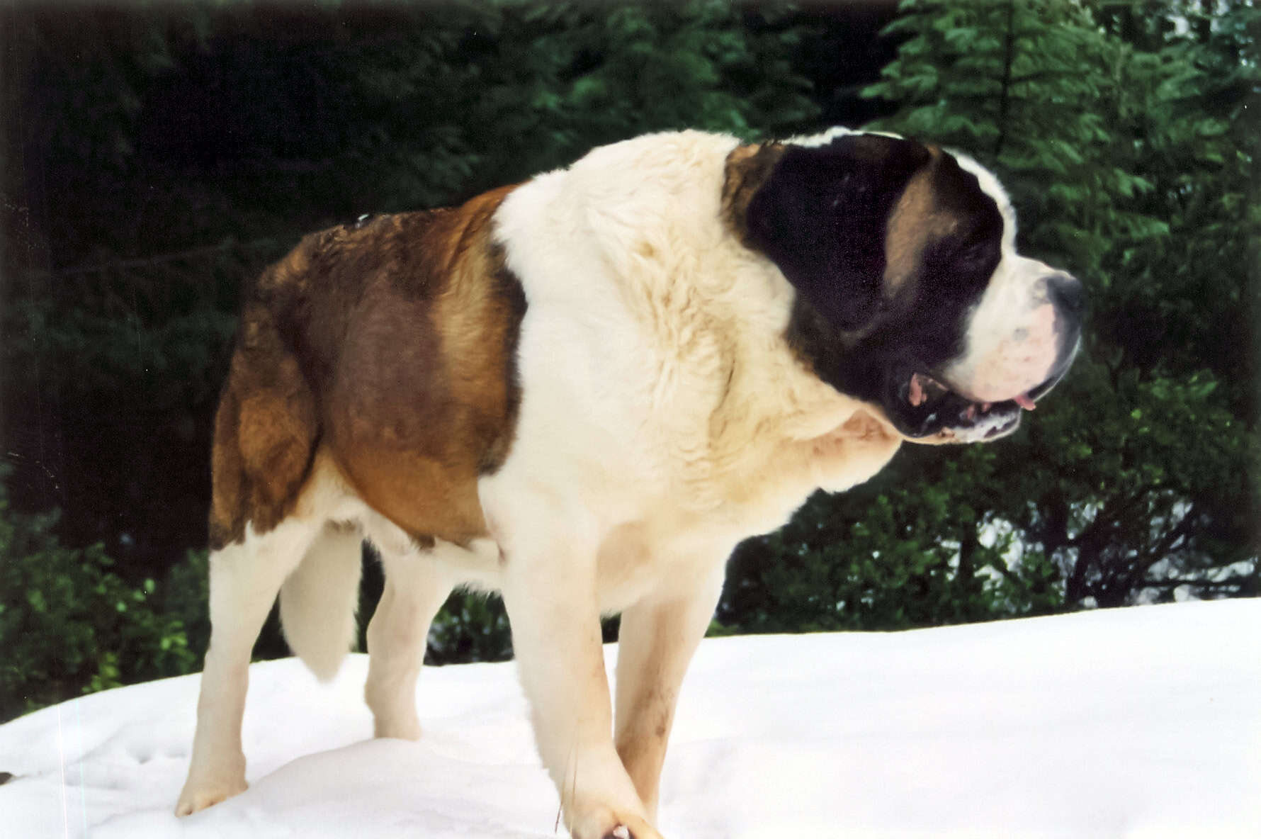 The Anatomy of a Perfect Rescue Dog (image credits: Transferred from en.wikipedia to Commons by Isthmus., CC BY 2.5, https://commons.wikimedia.org/w/index.php?curid=3582133)